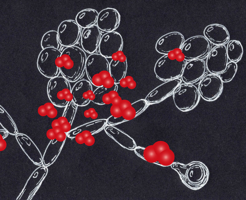 高效灭活顽固性白色念珠菌